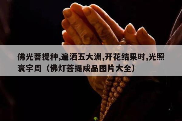 佛光菩提种,遍洒五大洲,开花结果时,光照寰宇周（佛灯菩提成品图片大全）