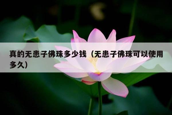 真的无患子佛珠多少钱（无患子佛珠可以使用多久）