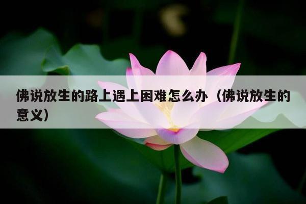 佛说放生的路上遇上困难怎么办（佛说放生的意义）