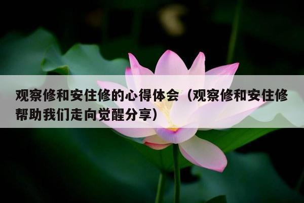观察修和安住修的心得体会（观察修和安住修帮助我们走向觉醒分享）