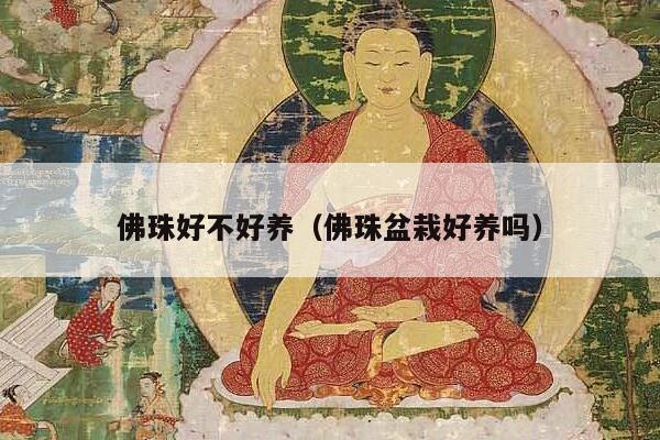 佛珠好不好养（佛珠盆栽好养吗）