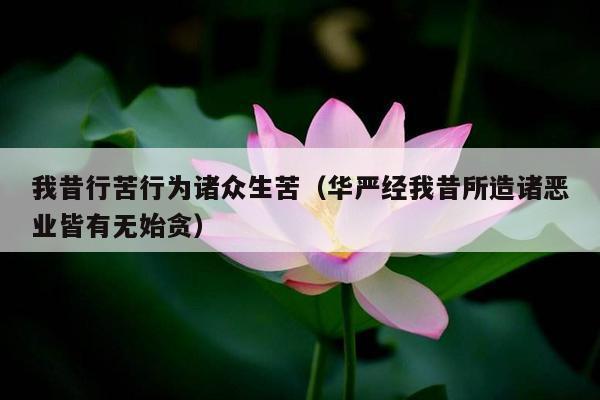 我昔行苦行为诸众生苦（华严经我昔所造诸恶业皆有无始贪）