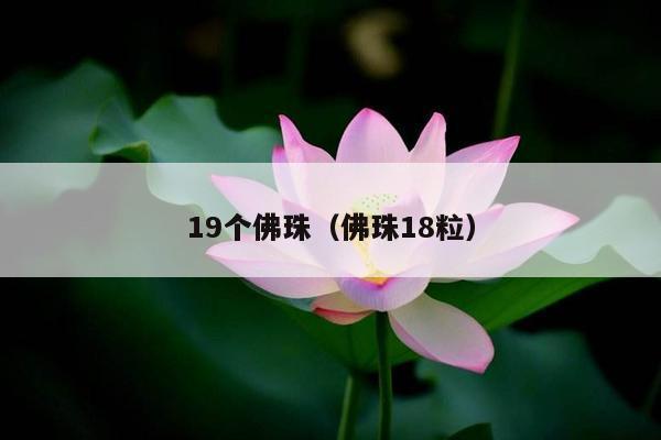 19个佛珠（佛珠18粒）