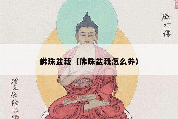 佛珠盆栽（佛珠盆栽怎么养）