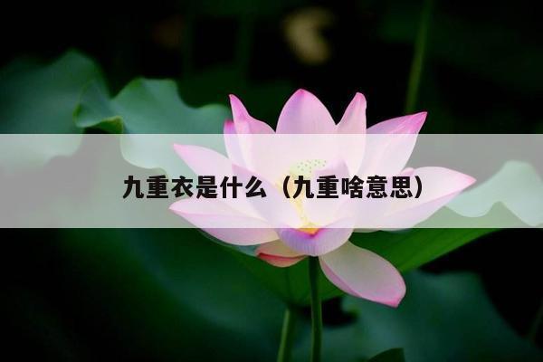 九重衣是什么（九重啥意思）