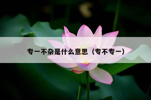 专一不杂是什么意思（专不专一）