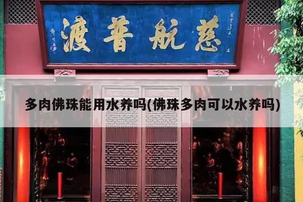 多肉佛珠能用水养吗(佛珠多肉可以水养吗)