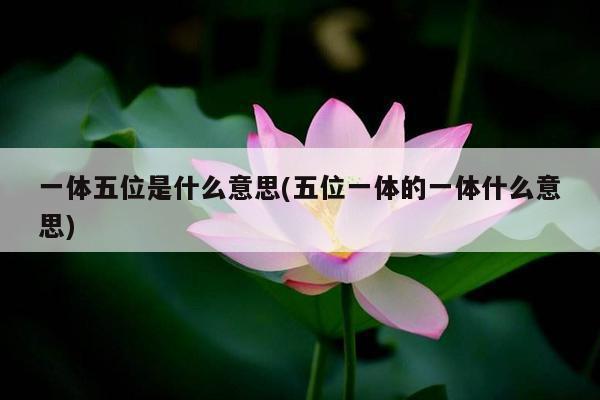 一体五位是什么意思(五位一体的一体什么意思)